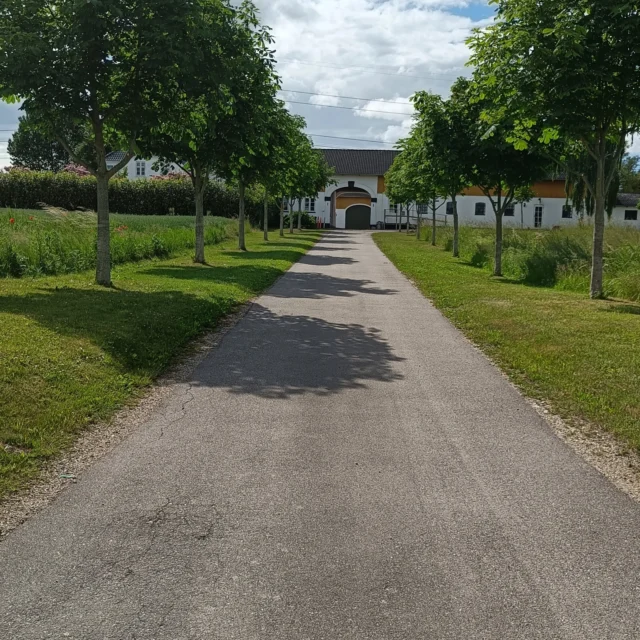 Vi havde kun boet på gården i ganske få måneder da vi plantede vores kastanje træer.